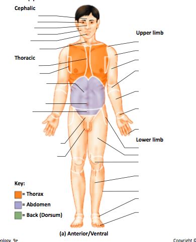 Anatomy Regional terms (cephalic) Diagram | Quizlet