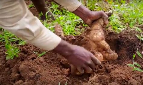 A Novel Method for Propagating Yams | The Survival Gardener