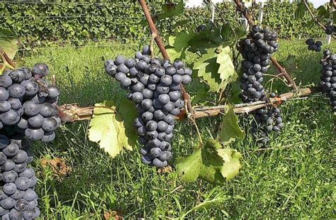 Tornos News | 11 threatened Greek grapevine varieties to be saved