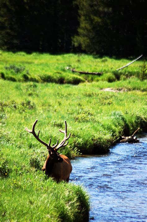 welcome, ghosts: colorado wildlife shoot.