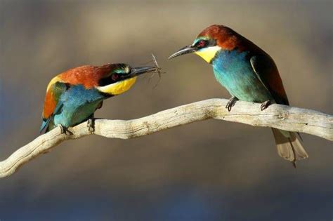 16 Beautiful Bird Courtship Displays