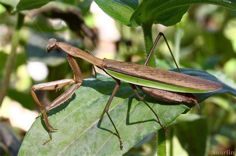 Praying Mantis - North American Insects & Spiders
