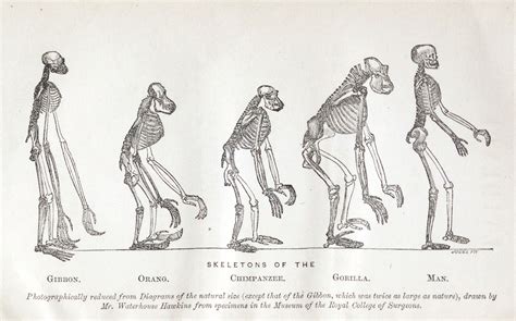 Evolution Of Man Diagram