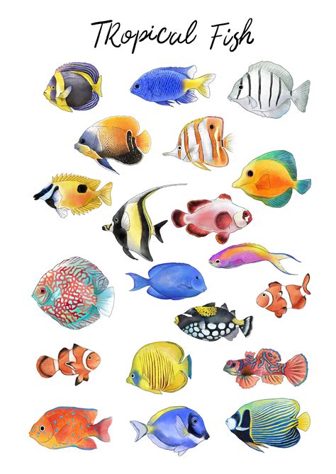 √ Fish Image Clipart