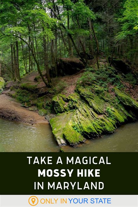 This Loop Trail In Maryland Is Currently A Mossy Paradise You'll Want ...