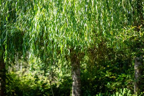 How to Grow and Care for a Weeping Willow Tree