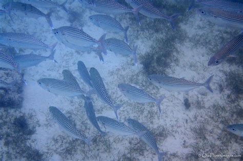 Snorkeling at Dravuni Island, Fiji