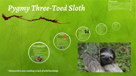 Pygmy Three-Toed Sloth by Kristina Khuu on Prezi