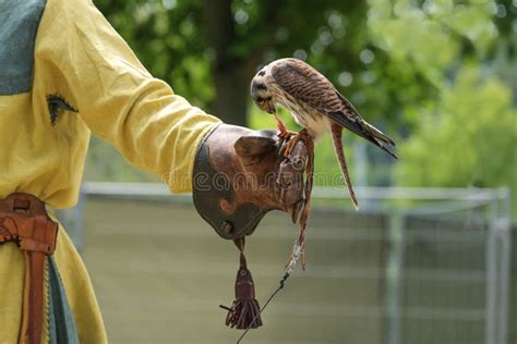 Falcon is Fed on the Leather Glove by a Falconer, a Small but Fast ...