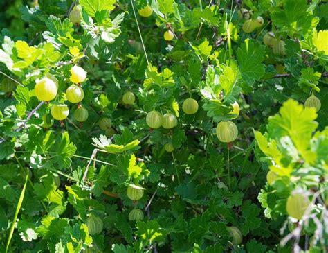 Prune Gooseberry Bushes Like This To Produce A Much Bigger Crop Overall ...