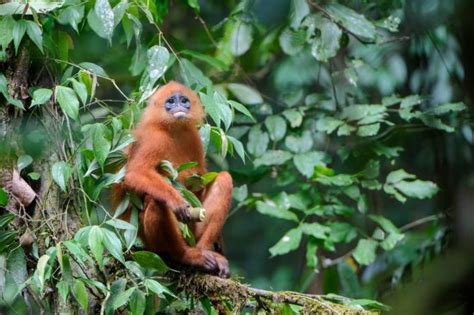 Rainforest Photography: 8 Top Tips for Stand-Out Images - Nature TTL