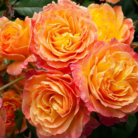 GARDEN DELIGHT - Kordes Rose Selection - Matthews Nurseries Ltd