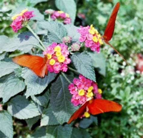 Attract Butterflies With Colorful Lantana - Birds and Blooms