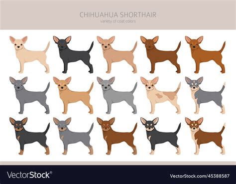 Chihuahua short haired clipart all coat colors Vector Image