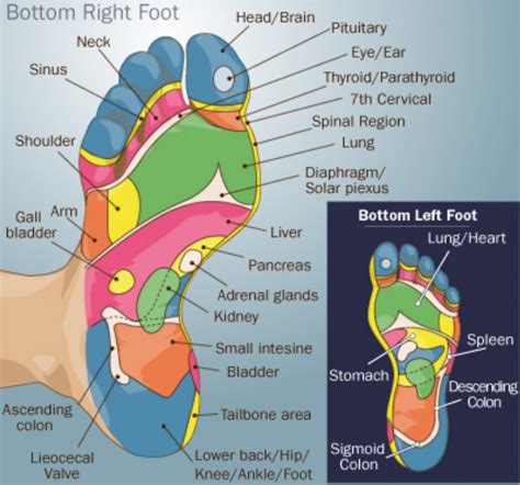 Foot reflexology | Reflexology, Foot reflexology, Reflexology chart