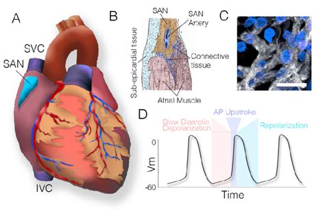 Anatomy and physiology of the sinoatrial node. (A) Diagram of the heart... | Download Scientific ...