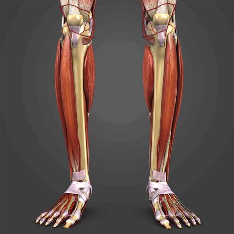 Shin Splints Medial Tibial Stress Syndrome Aoa Orthopedic Specialist