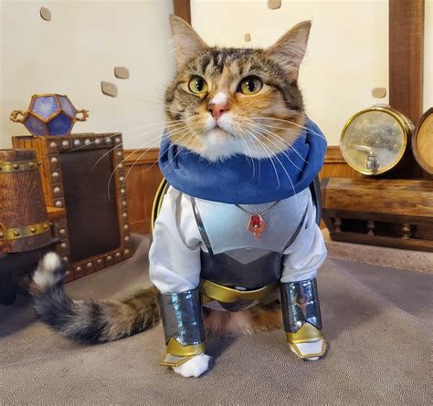 Cat Cosplay of the Feline variety. — cat-cosplay: Can’t wait to see ...