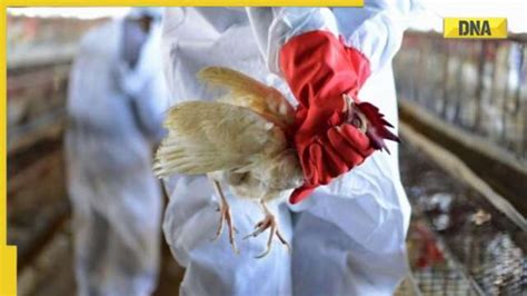 Bird Flu: Will largest avian influenza outbreak in recorded history ...