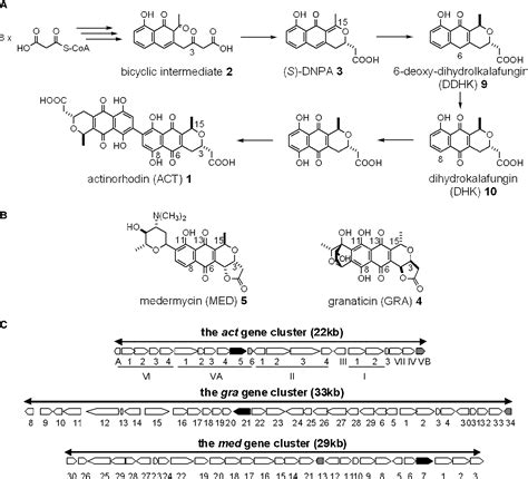 Figure 1 from Biosynthesis of actinorhodin and related antibiotics ...