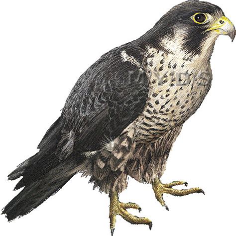 Free Falcon Clipart Pictures - Clipartix