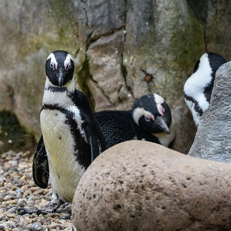 African Penguin Spheniscus Demersus bird in natural habitat land Photograph by Matthew Gibson ...