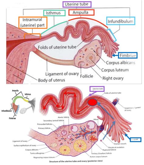 Which of the following parts of the oviduct lies farther away from the ovary?