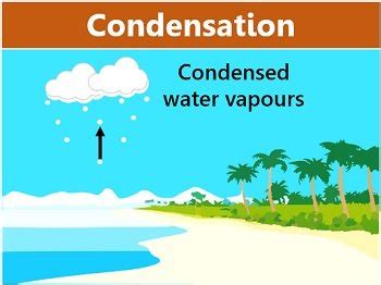 Hydrological Cycle Process - Definition & Components - Biology Reader