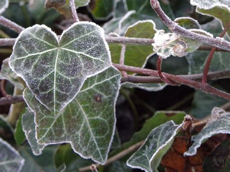 Frost Covered Ivy Leaves Photo