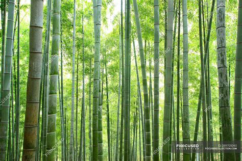 Amazing Bamboo forest in Anji, Zhejiang Province, China — growth, Lush ...