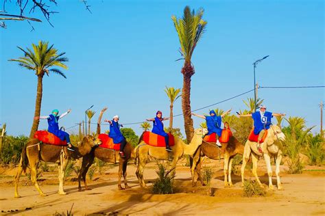 Sunset camel ride in the palm grove of Marrakech