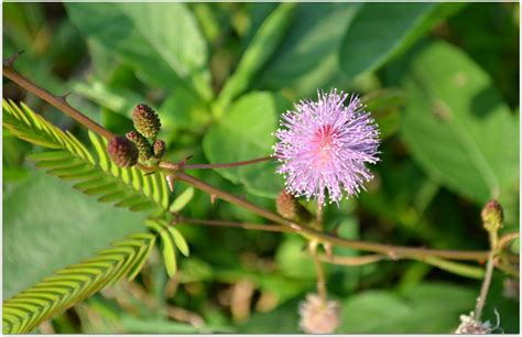 15 Top Medicinal Uses & Benefits Of Mimosa Pudica (Touch Me Not Plant | Sensitive Plant ...