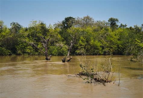 Mangrove Sites in India | Largest Mangrove Forests in India - Club Mahindra