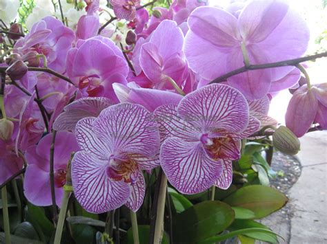 Lavender Phalaenopsis Orchids – Kathy's Korner