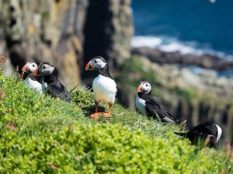 Hiking to See Puffins on Mykines in the Faroe Islands