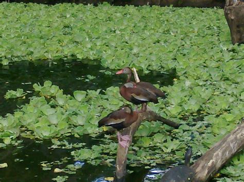 Tortuguero Wildlife Tour - All You Need to Know BEFORE You Go (2025)