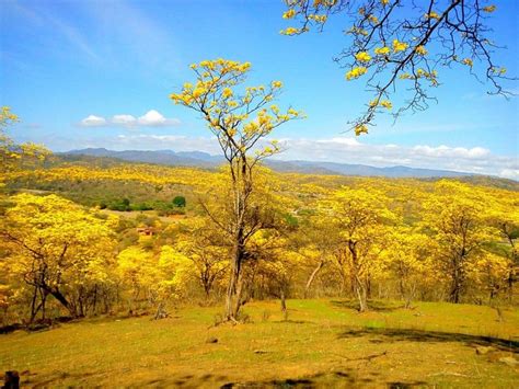 Florecimiento de Guayacanes en Mangahurco, experiencia inolvidable de ...