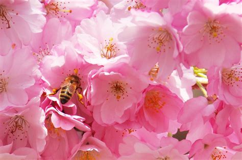 Pollinating Bee Free Stock Photo - Public Domain Pictures