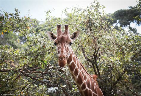 Sheldrick Wildlife on Twitter: "Kiko’s stubby horns are actually called ossicones. Giraffes are ...