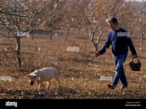 Pig truffle hunting hi-res stock photography and images - Alamy