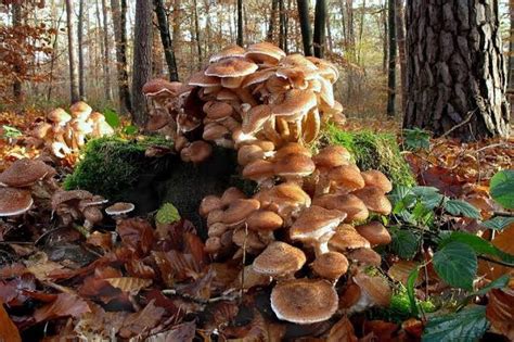 Largest living organism: A gigantic spread of Armillaria ostoyae, also known as 'the Humongous ...