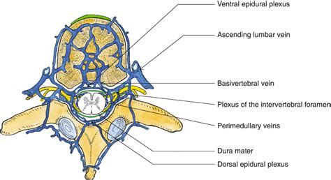 Arrange the Spinal Meninges From Innermost Layer to Outermost Layer.