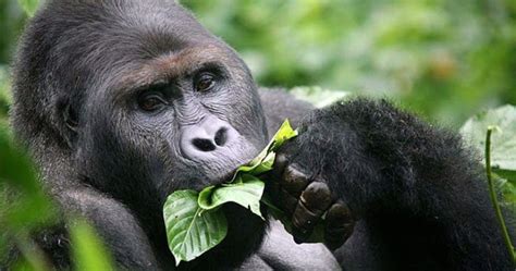 Just A Reminder That Gorillas Hum 'Little Food Songs' To Themselves ...