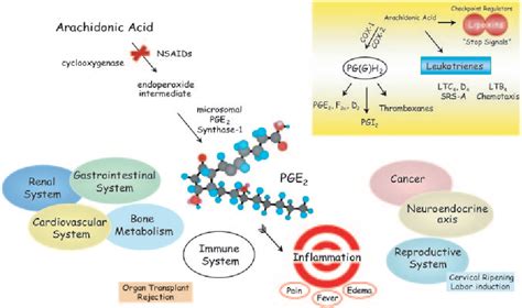 Figure 1 from Success of prostaglandin E2 in structure–function is a challenge for structure ...