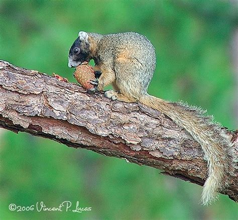 Sherman's Fox Squirrel | Sherman's Fox Squirrel (Sciurus nig… | Flickr