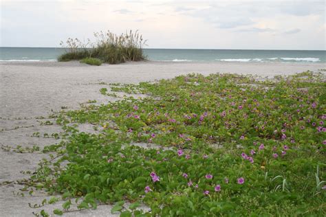 Slices of Life: Flowers on the Gulf of Mexico