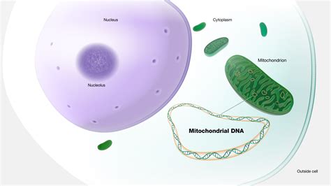 Mitochondrial Dna Forensics