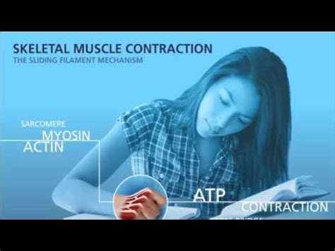 Muscle contraction animation - YouTube