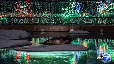 ZooLights illuminating Lincoln Park Zoo through January 6 - ABC7 Chicago