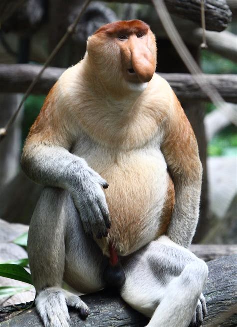Long-nosed Monkey | The Proboscis Monkey, Nasalis larvatus a… | Flickr